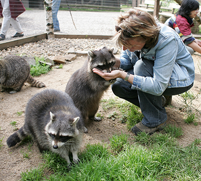 Ulrich Simons - Waschbären